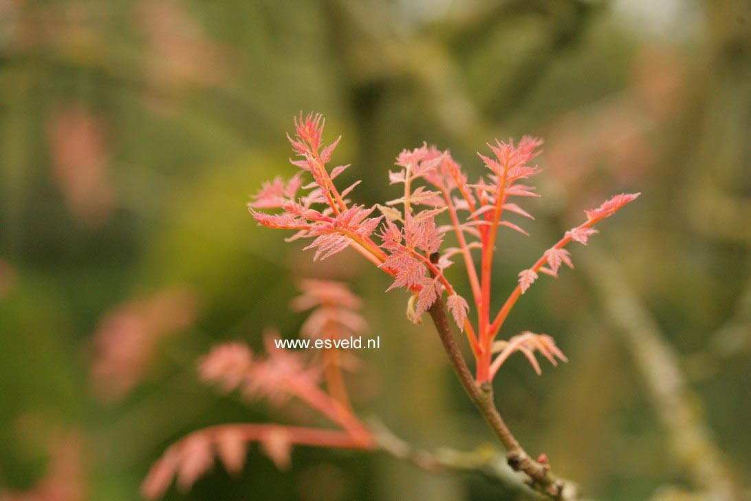 Koelreuteria paniculata 'Coral Sun'