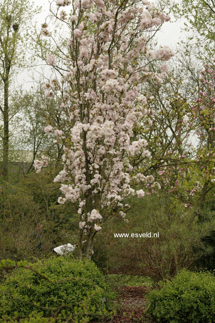 Prunus serrulata 'Amanogawa'