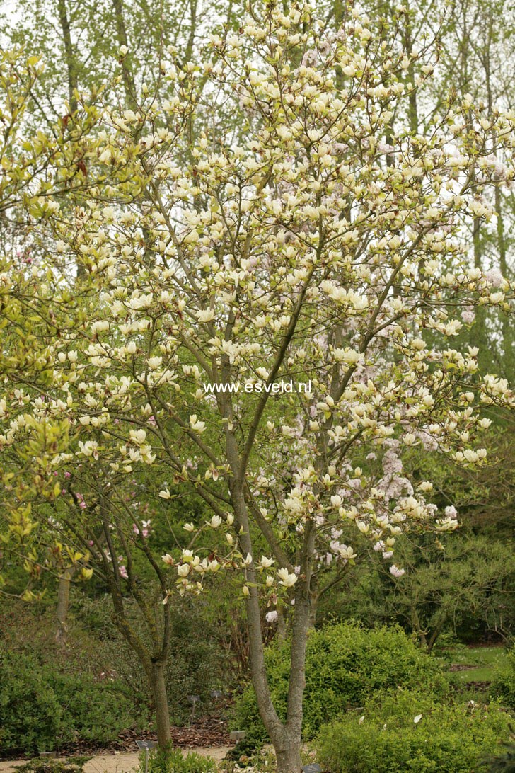 Magnolia 'Fei Huang' (YELLOW RIVER)