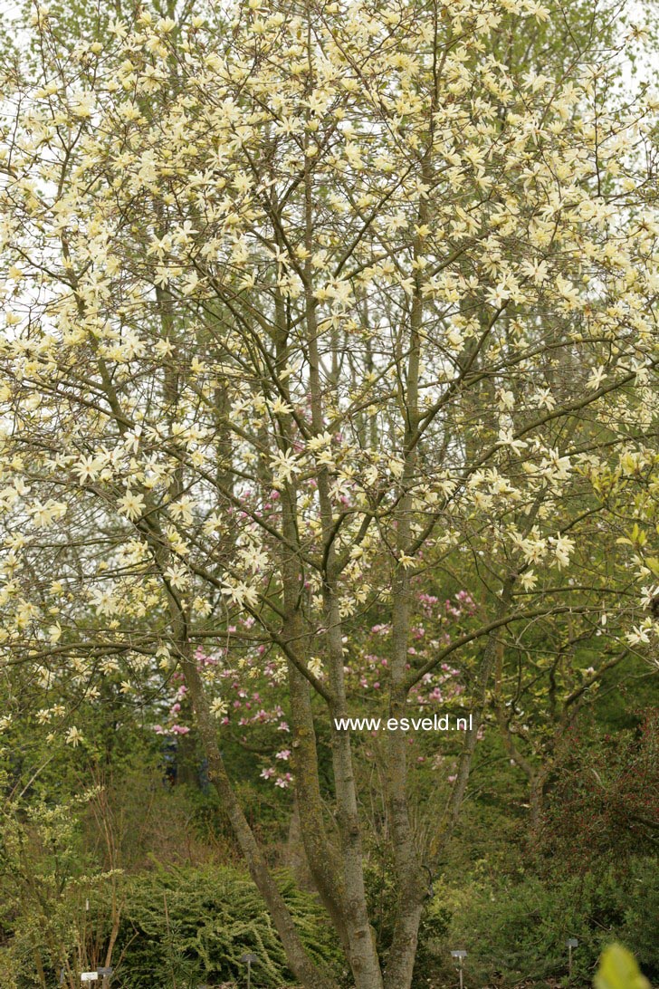 Magnolia 'Gold Star'