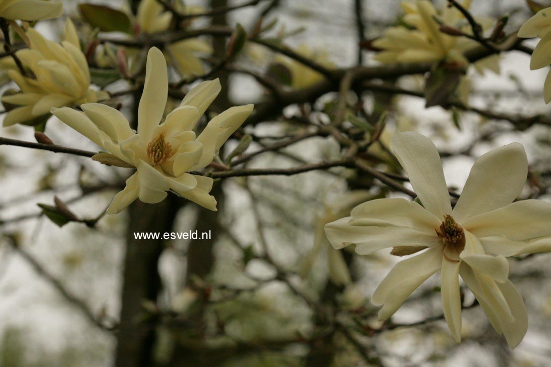 Magnolia 'Gold Star'