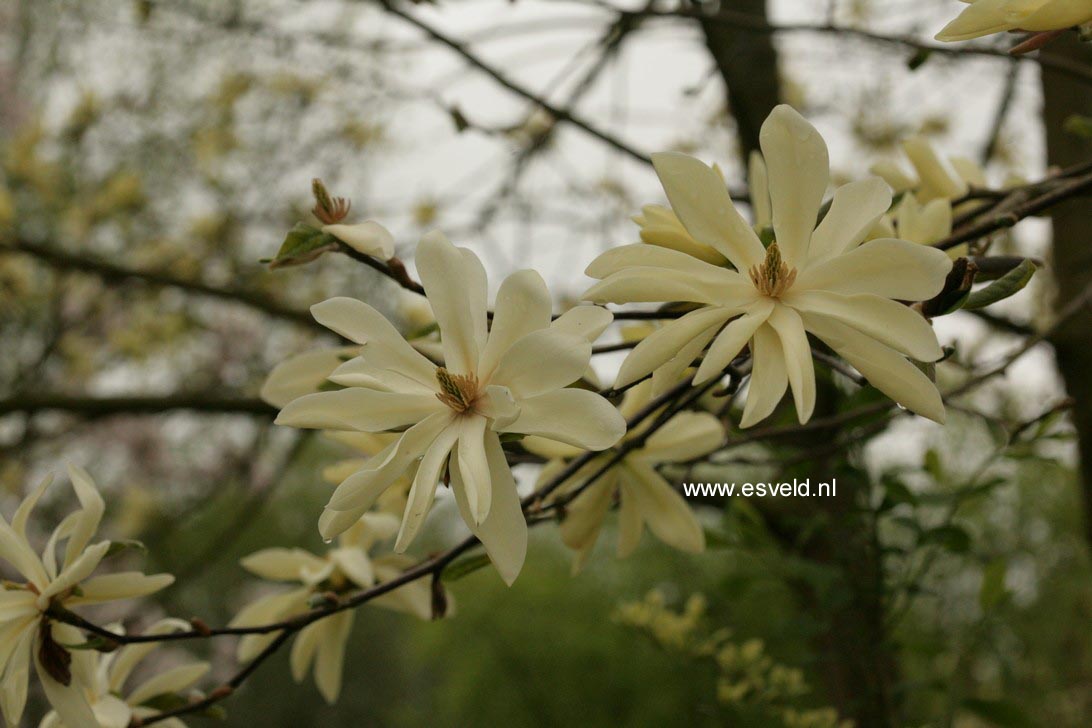 Magnolia 'Gold Star'