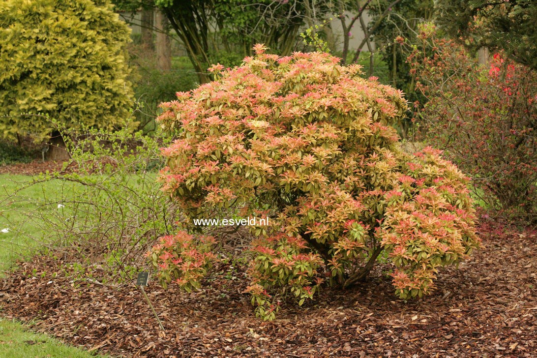 Pieris 'Firecrest'