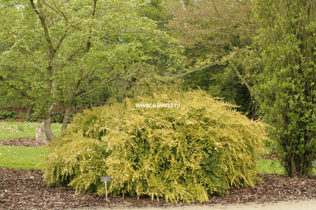 Lonicera nitida 'Baggesen's Gold'