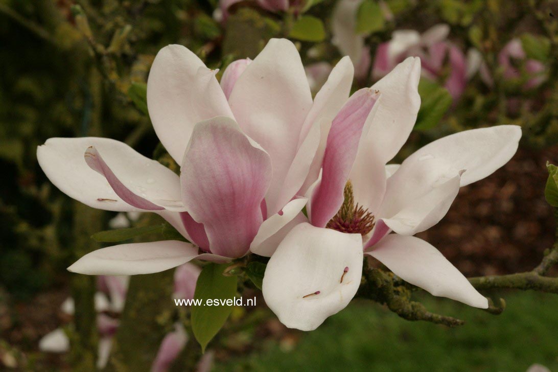Magnolia denudata 'Dan Xin' (FRAGRANT CLOUD)