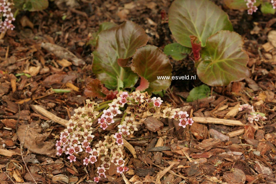 Bergenia 'Silberlicht'