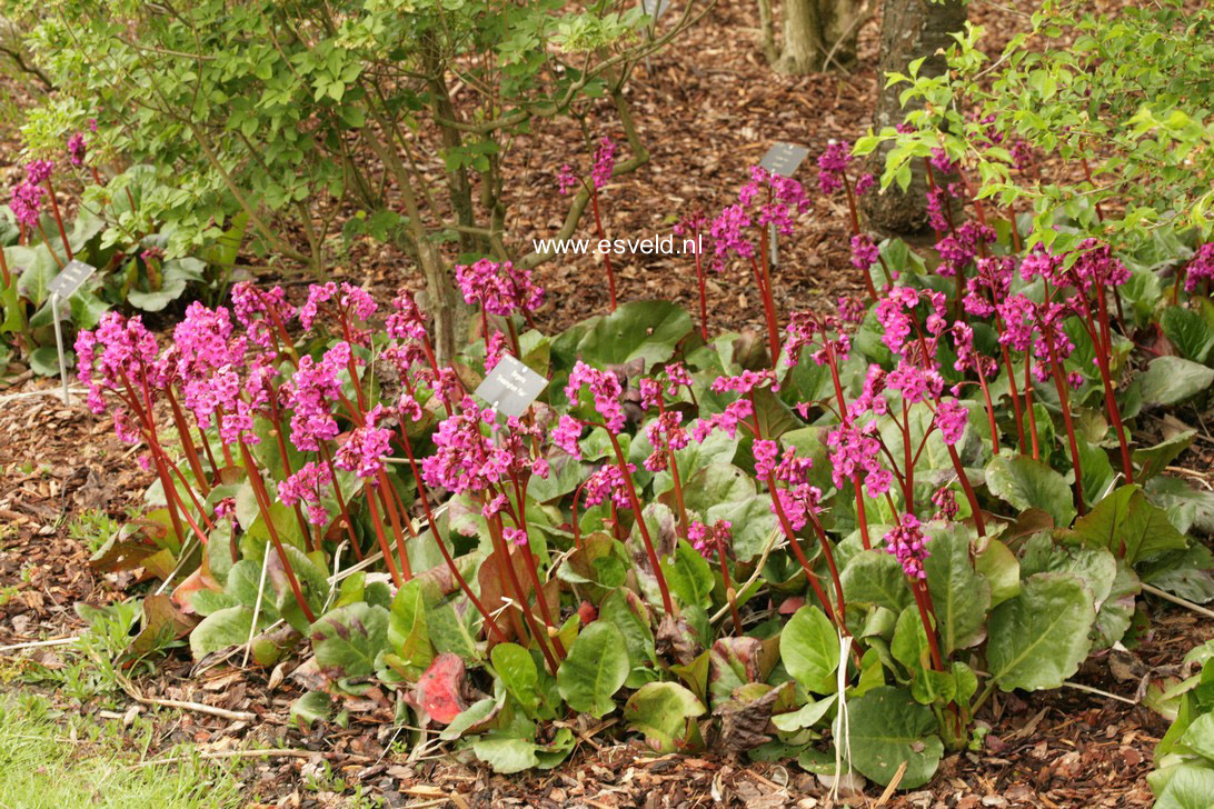 Bergenia 'Bressingham Beauty'