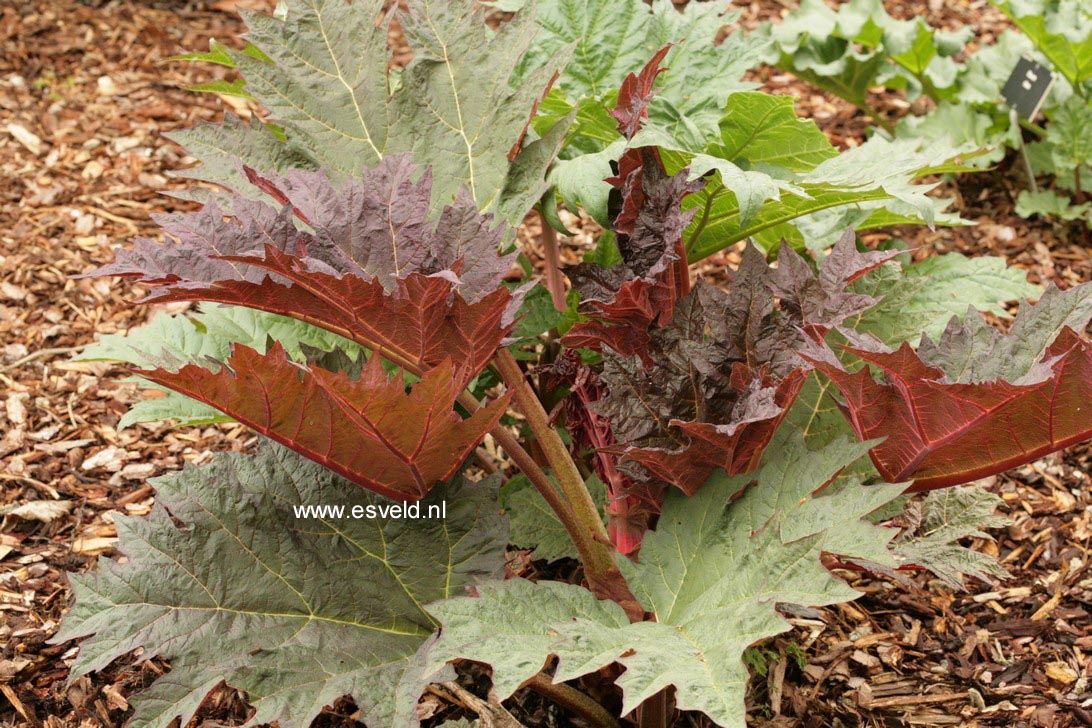 Rheum palmatum tanguticum