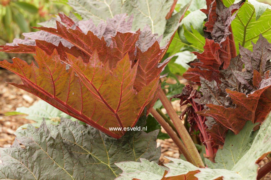 Rheum palmatum tanguticum