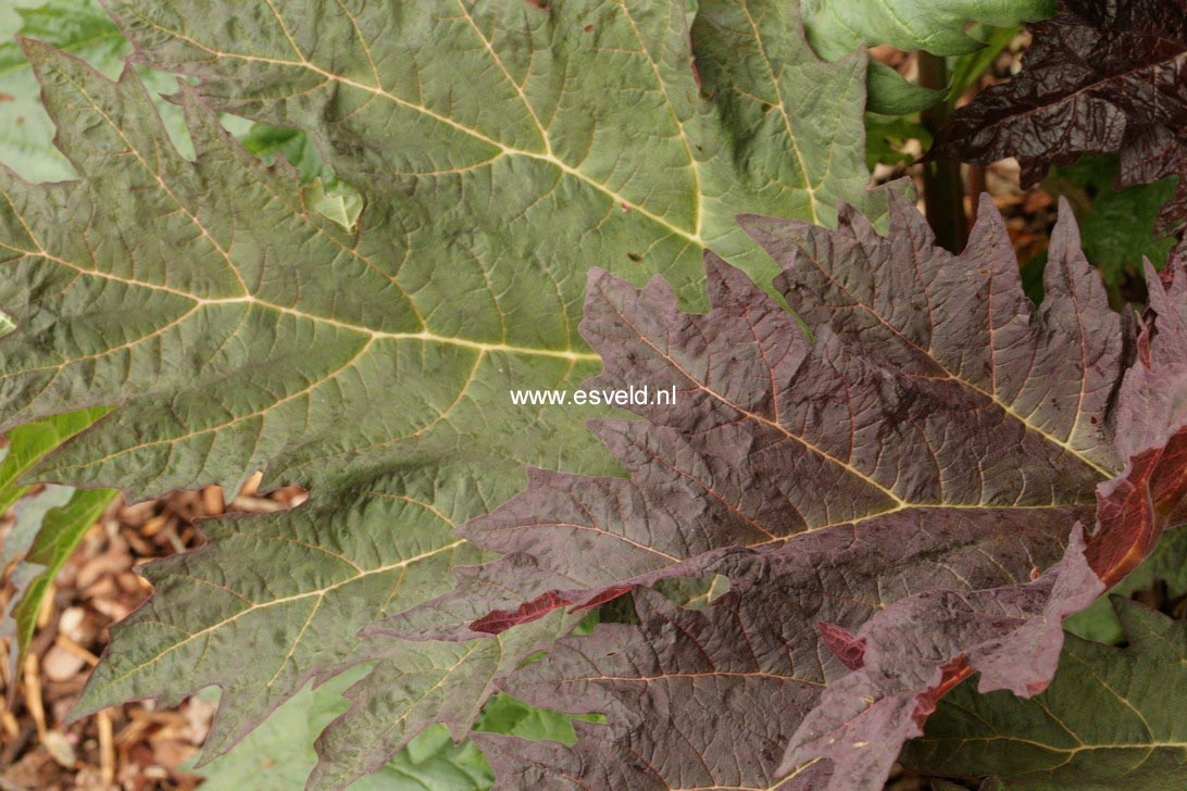 Rheum palmatum tanguticum