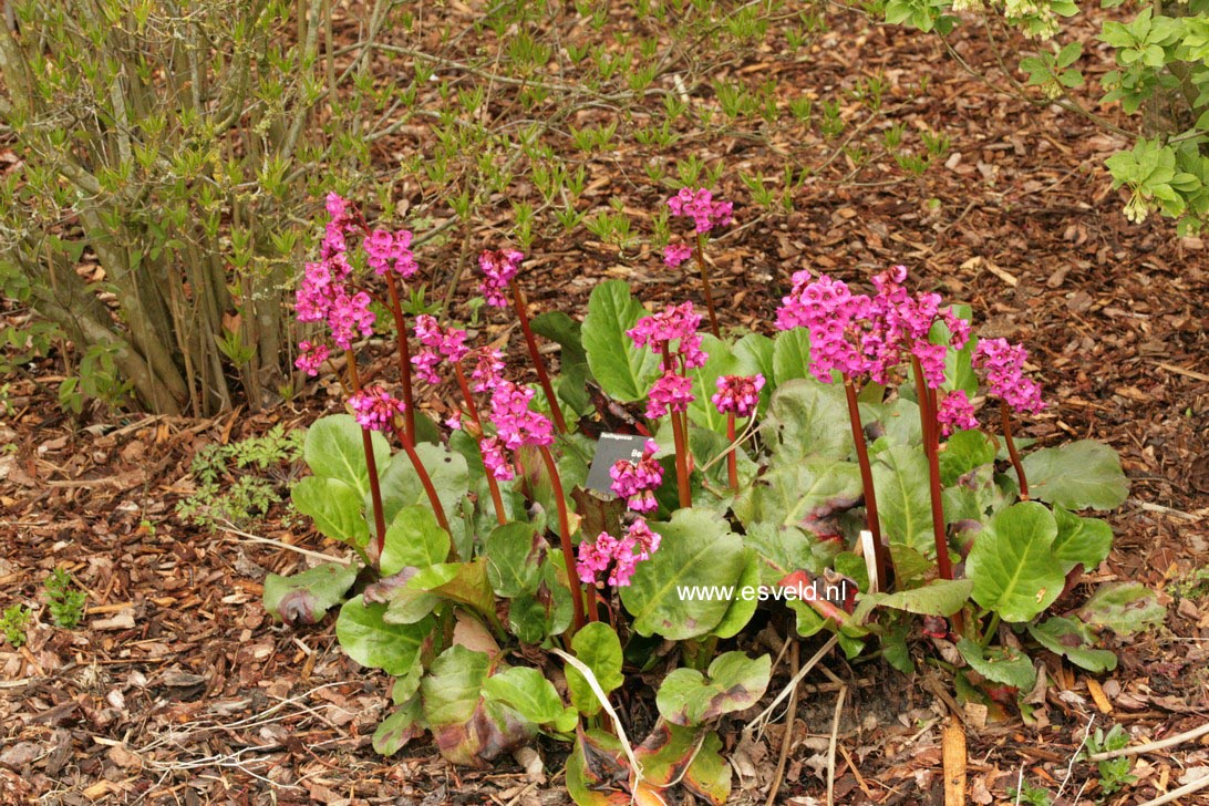 Bergenia cordifolia 'Eroica'