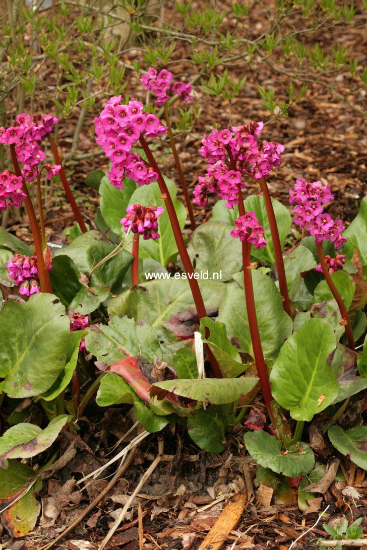 Bergenia cordifolia 'Eroica'