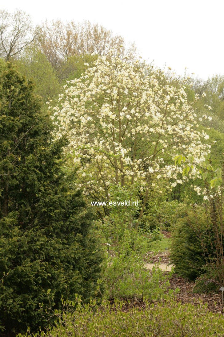 Magnolia 'Gold Star'