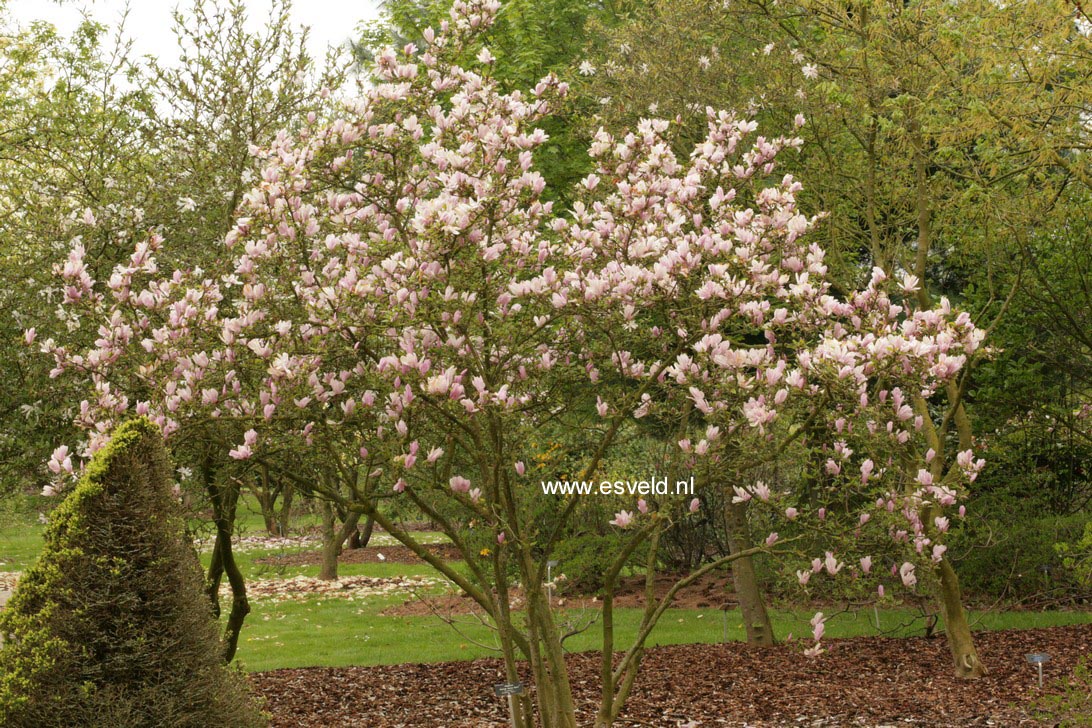 Magnolia stellata 'George Henry Kern'