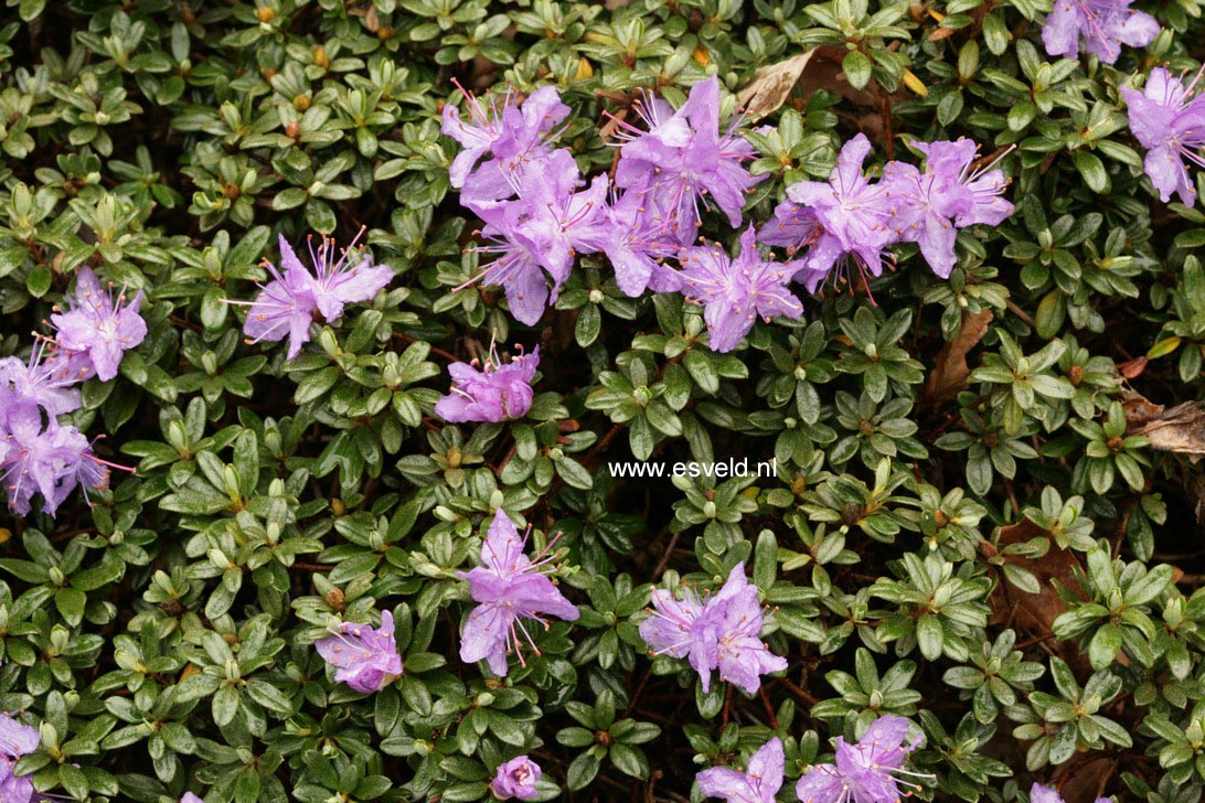 Rhododendron impeditum