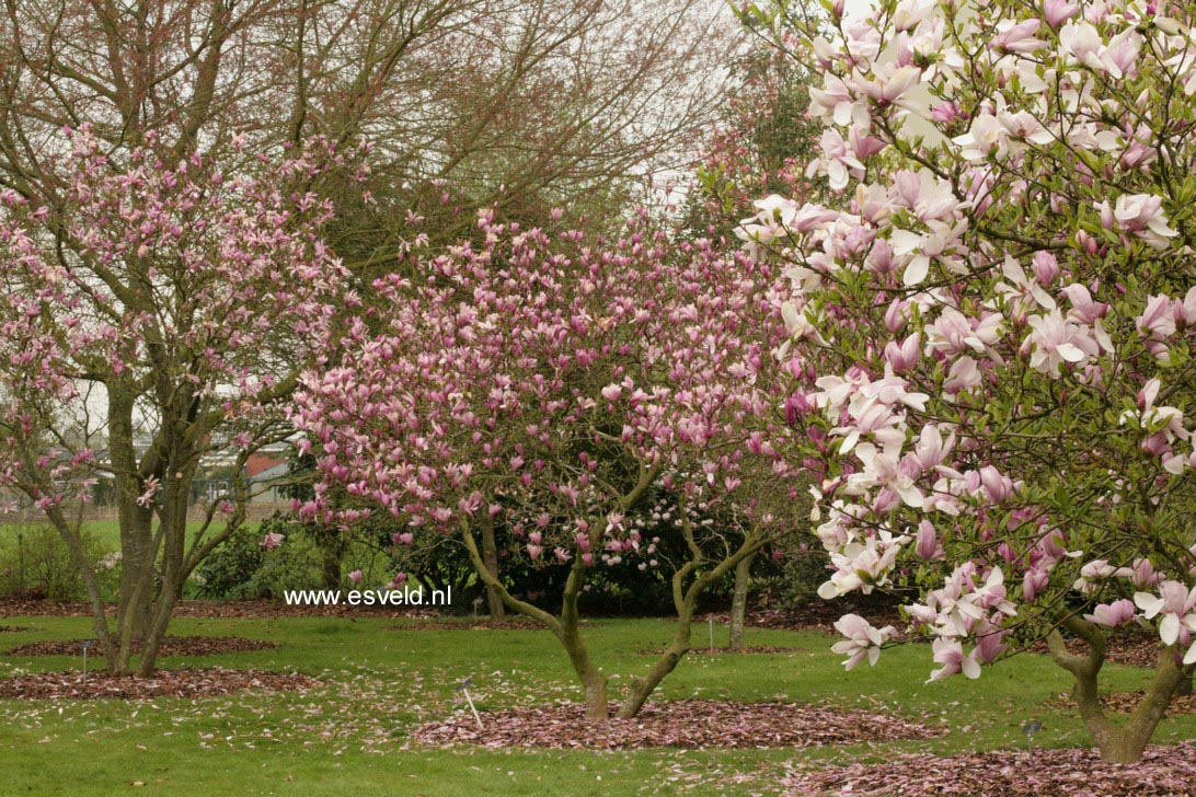 Magnolia 'Judy'