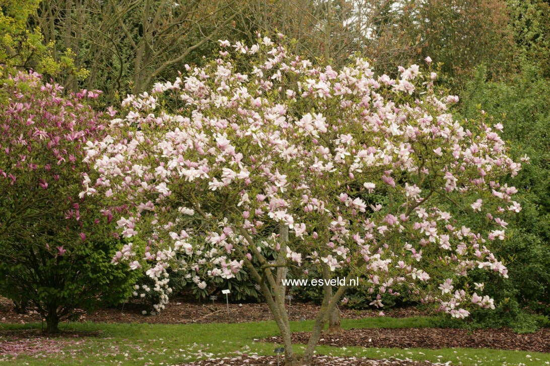 Magnolia 'Judy'