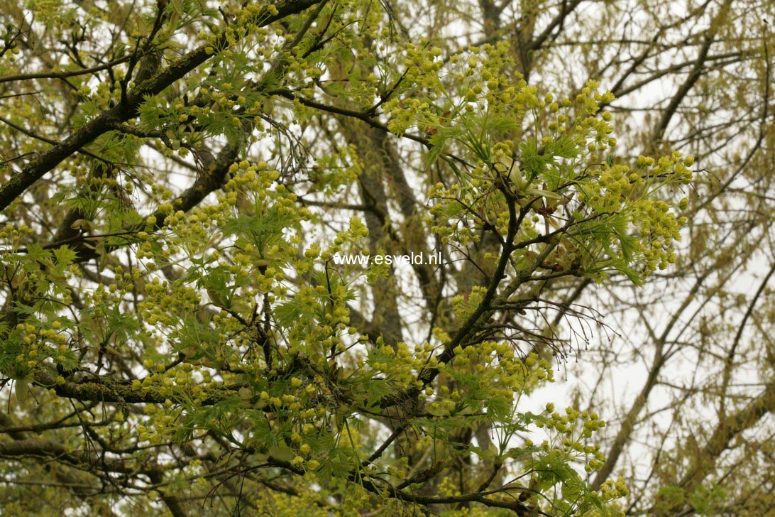 Acer platanoides 'Palmatifidum'