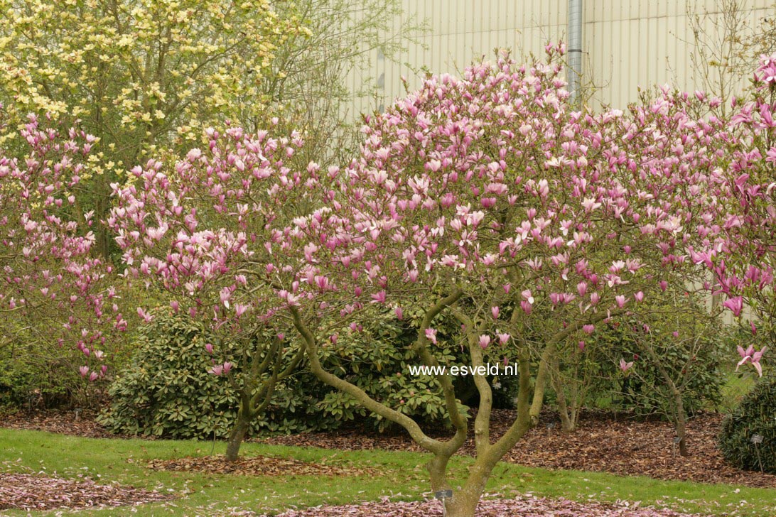 Magnolia 'Randy'