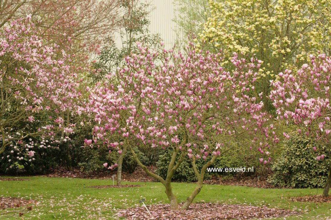 Magnolia 'Ann'