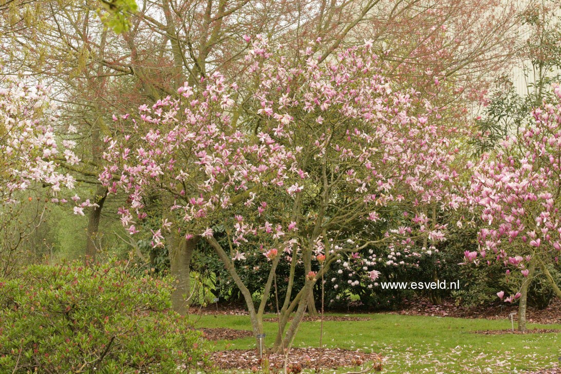 Magnolia 'Betty'