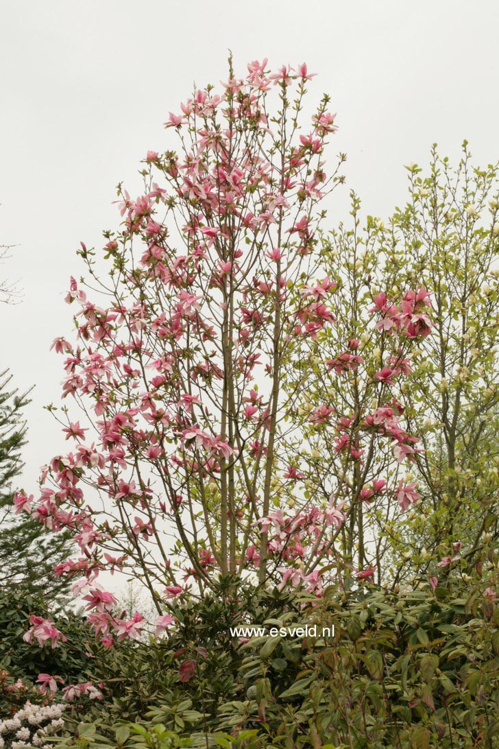 Magnolia 'Daybreak'