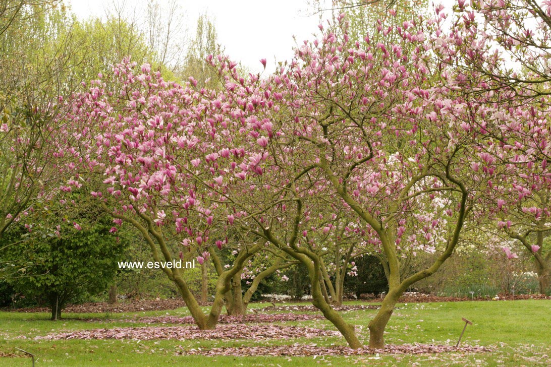 Magnolia 'Ann'