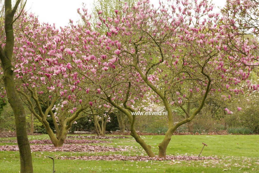 Magnolia 'Ann'