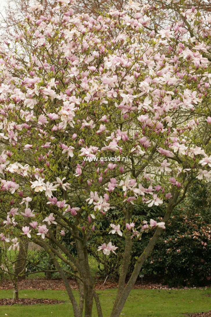 Magnolia 'Pinkie'