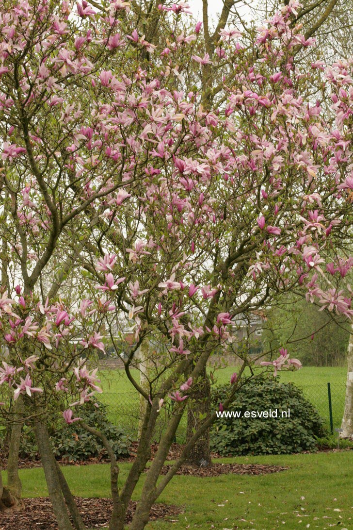 Magnolia 'Ricki'