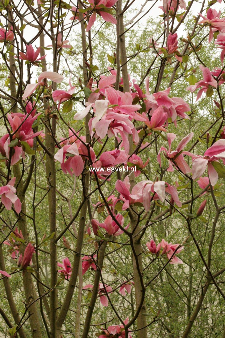 Magnolia 'Daybreak'