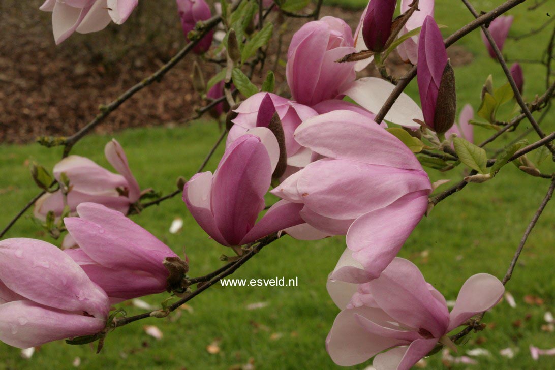 Magnolia 'Jane'