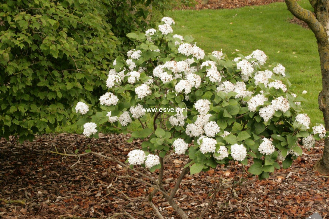 Viburnum carlesii 'Compacta'