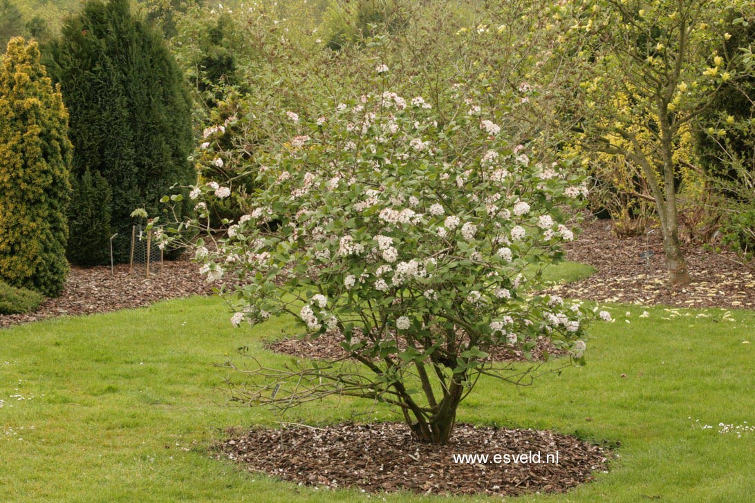 Viburnum carlesii 'Charis'