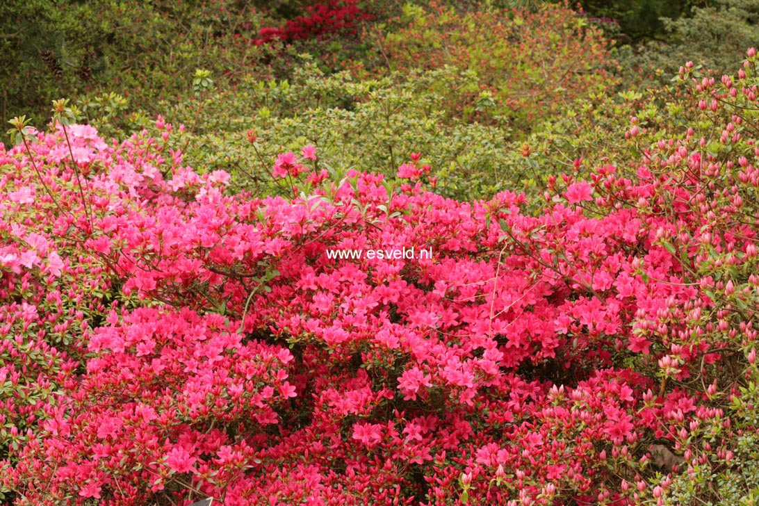 Azalea 'Hinode giri'