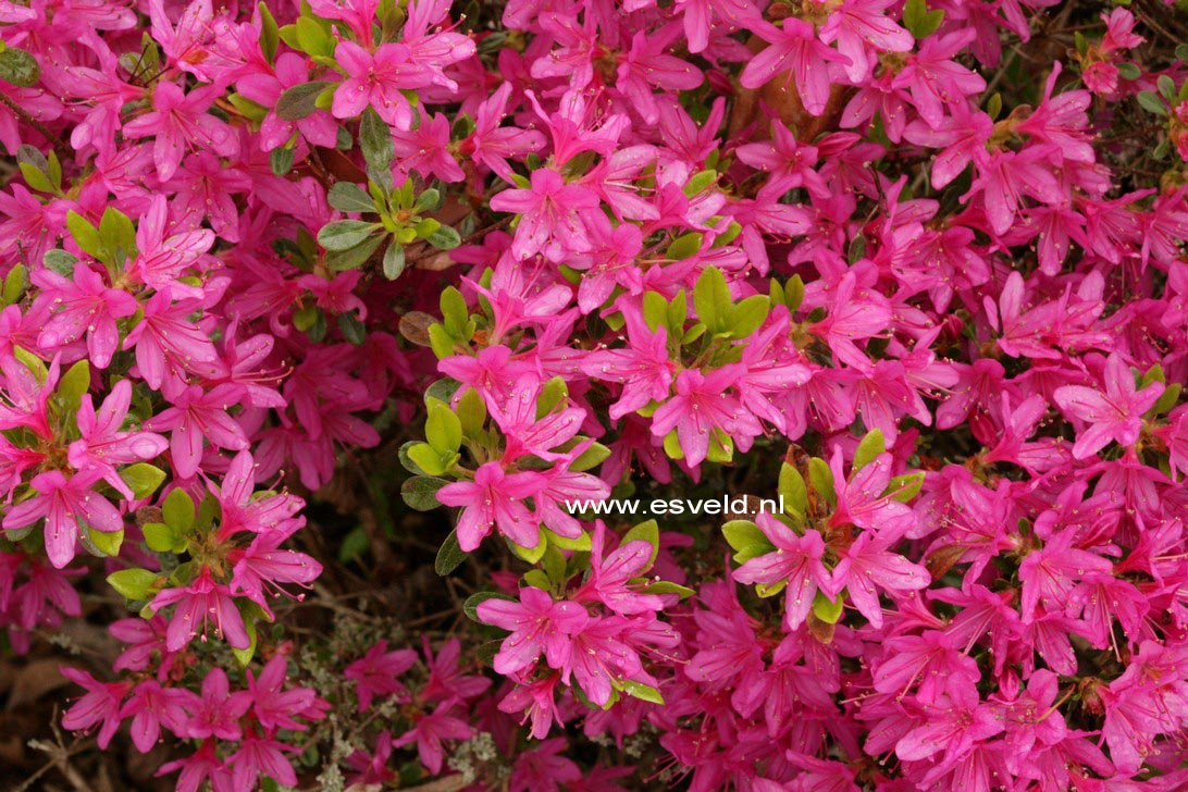 Azalea 'Hatsugiri'