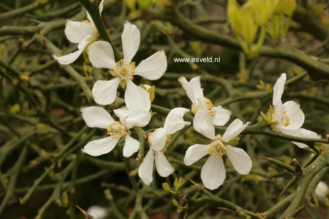 Poncirus trifoliata