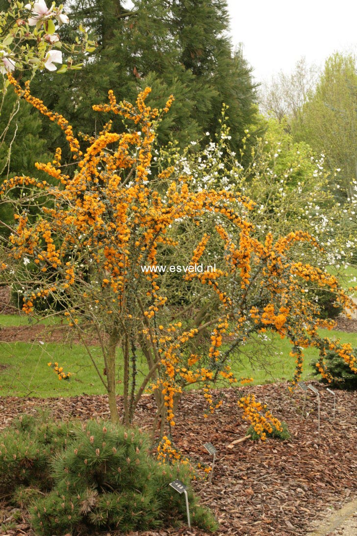 Berberis lologensis 'Mystery Fire'