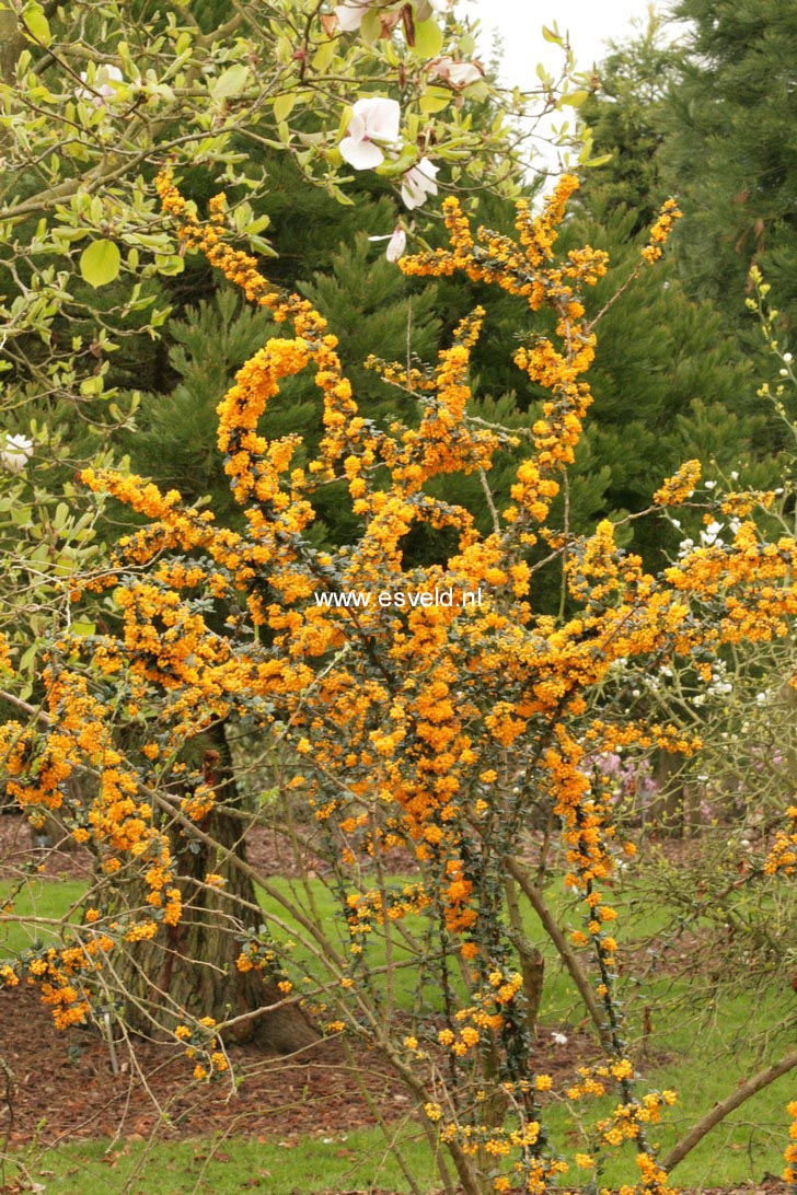 Berberis lologensis 'Mystery Fire'