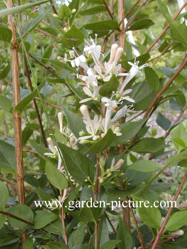 Abelia biflora