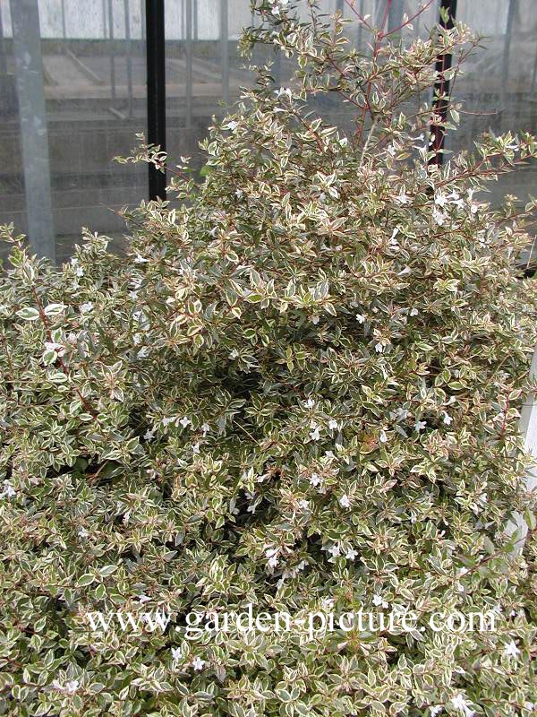 Abelia 'Conti' (CONFETTI)