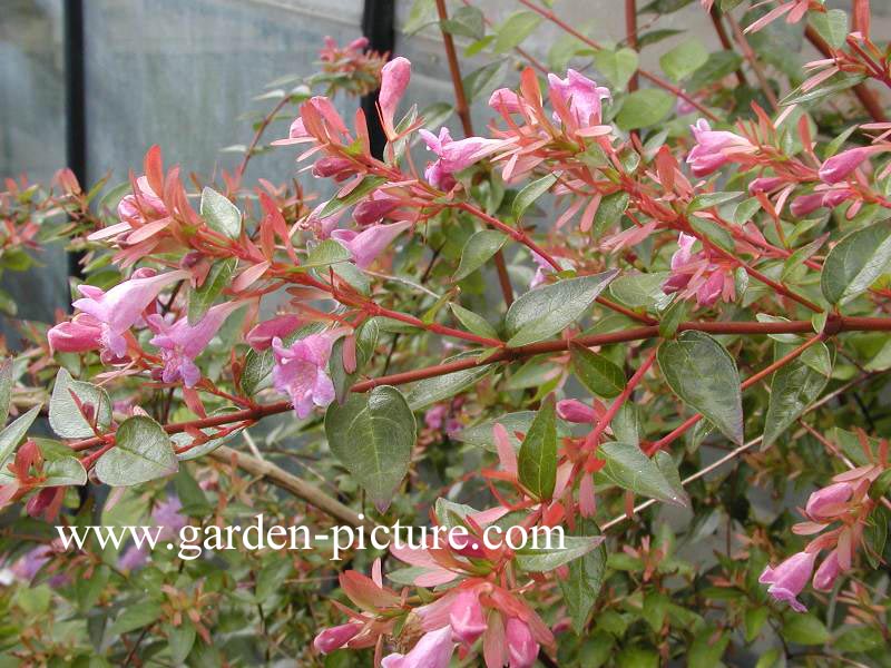 Abelia 'Edward Goucher'