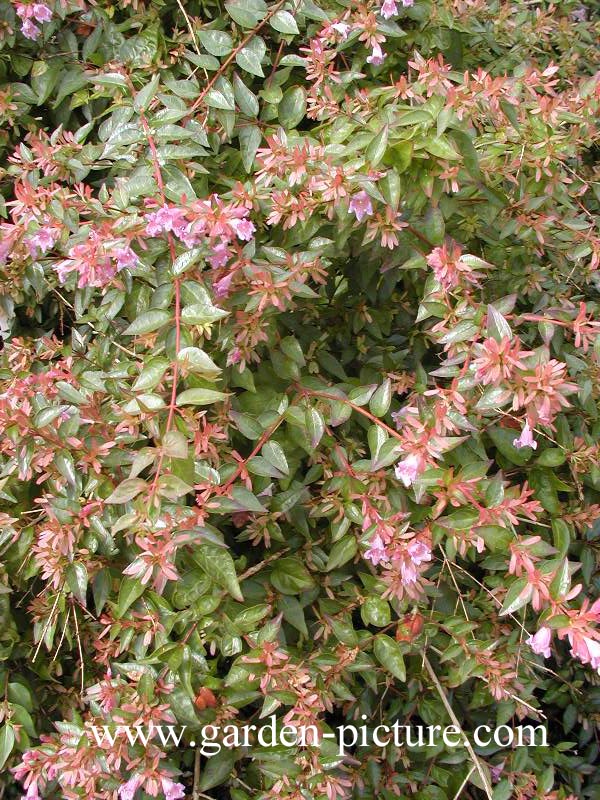 Abelia 'Edward Goucher'