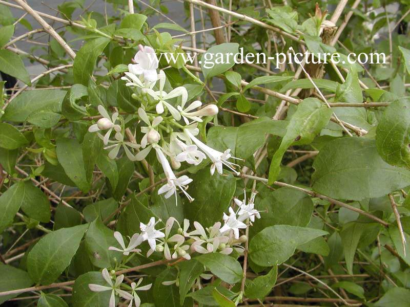 Abelia chinensis