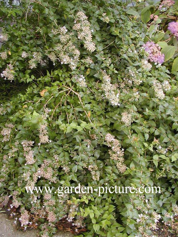 Abelia chinensis