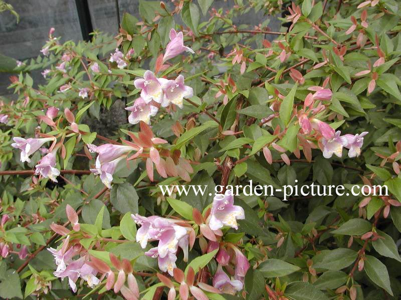 Abelia engleriana