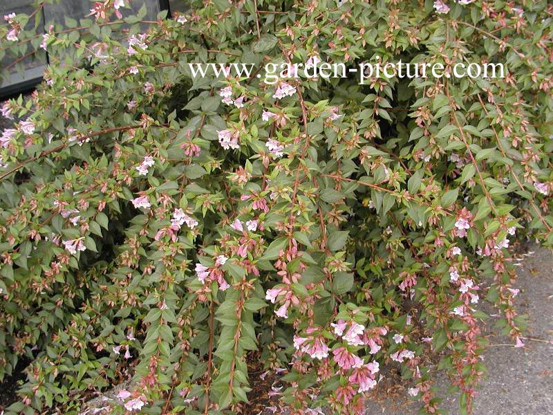 Abelia Engleriana