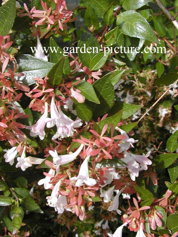 Abelia grandiflora