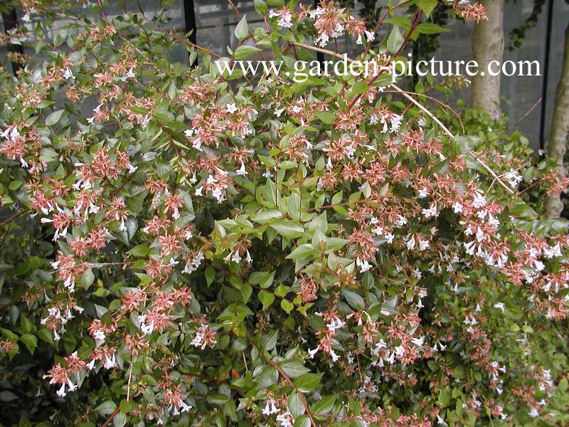 Abelia grandiflora