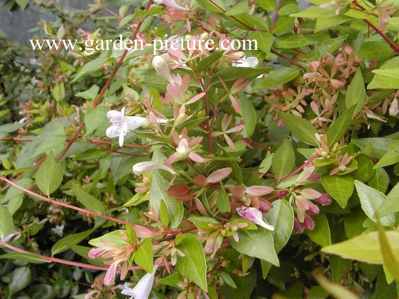 Abelia grandiflora 'Francis Mason'